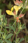 Bird's-foot trefoil